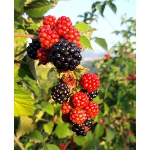 

Promo Tanaman buah Black Berry import sudah berbuah / blackberry / blak beri COD