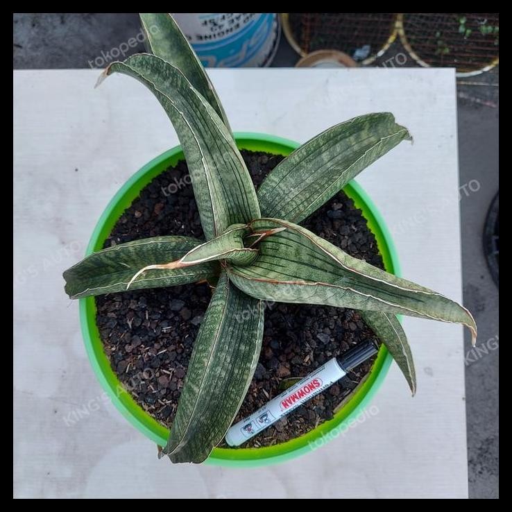 DISKON SANSE - SANSEVIERIA SINUS ZIMBABWE 14-12-2021 
