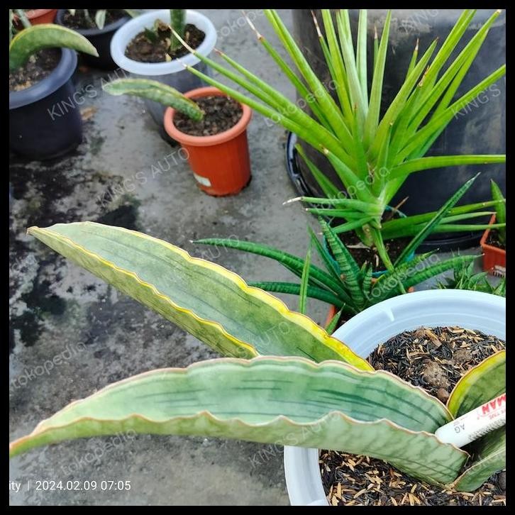 TERMURAH SANSE SANSEVIERIA DRAGON JADE VARIGATA 8-2-2024 