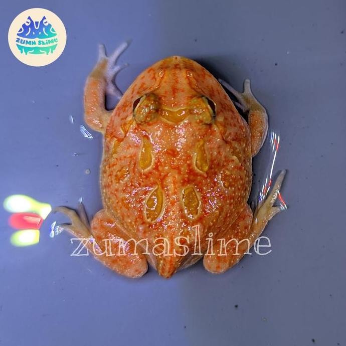 BARU kodok pacman frog strawberry plus bundling