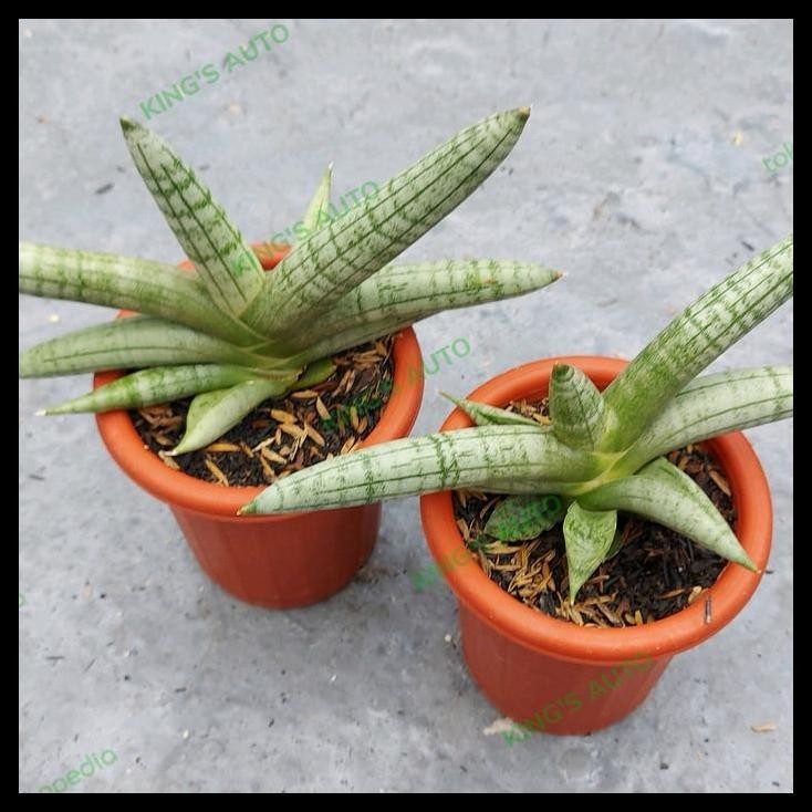 HOT DEAL SANSE / SANSEVIERIA BONCEL SILVER 23112022 