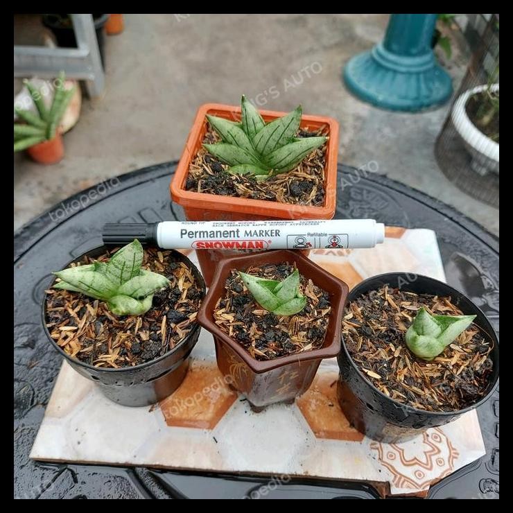 HOT DEAL SANSE - SANSEVIERIA BONCEL NEW CLONE SILVER 1 POT (ANAK SAJA) 