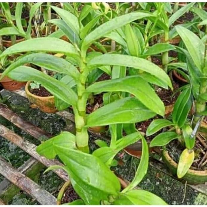 anggrek dewasa bunga hitam sudah spike