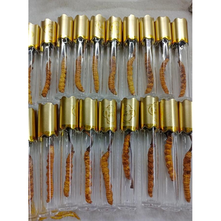 

Cordyceps Premium Organik Dong Chong Xia Cao (Obat Paru Ginjal) Pcs