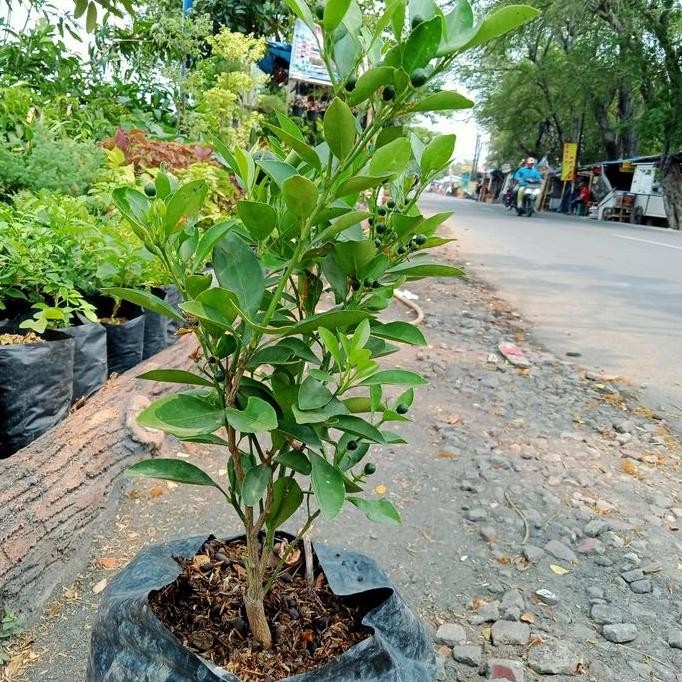 

POHON BUAH JERUK SONKIT SUDAH BERBUAH