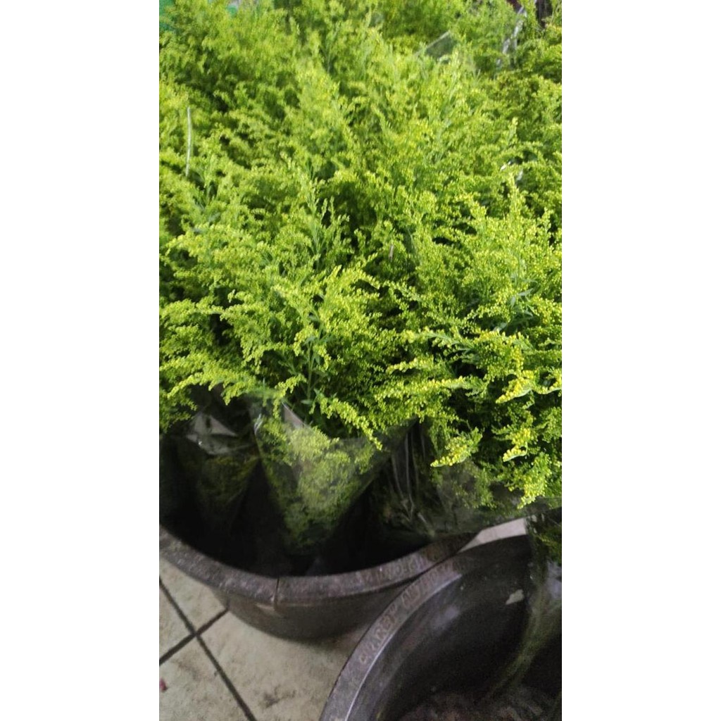 

Daun Salidago Segar Isi 10 Tangkai (Bunga Potong Segar)