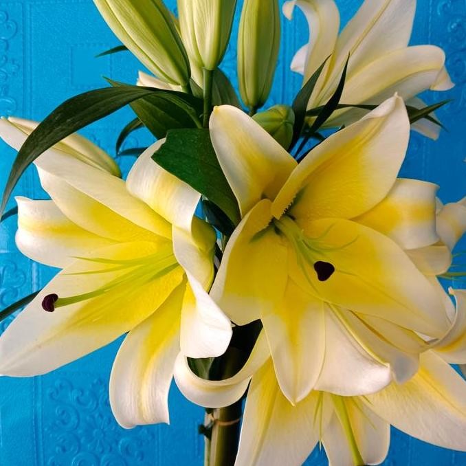 bunga lily kuning asli bunga fresh