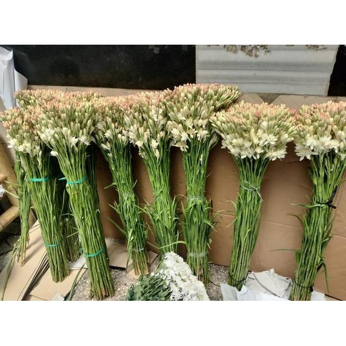 BUNGA SEDAP MALAM - SEDAP MALAM HARUM - SEDAP MALAM BANDUNG