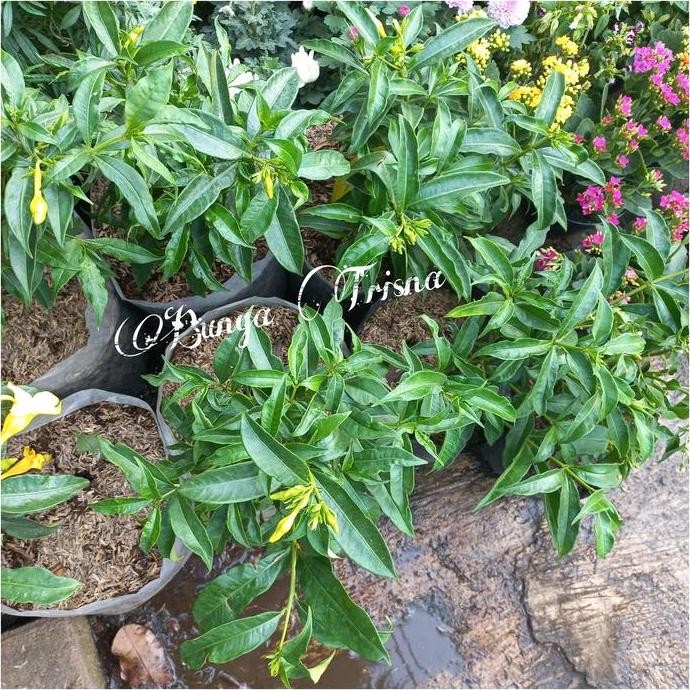 Tanaman hias BUNGA ALAMANDA KUNING / BUNGA ALAMANDA TEGAK