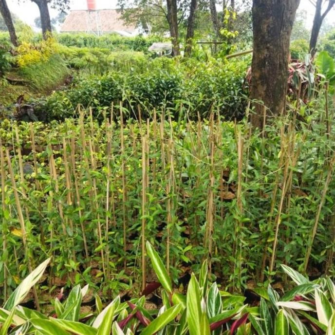 TANAMAN LEE KWAN YEW/TANAMAN RAMBAT LEE KWAN YEW/LEE KWAN YEW/LIKANYU