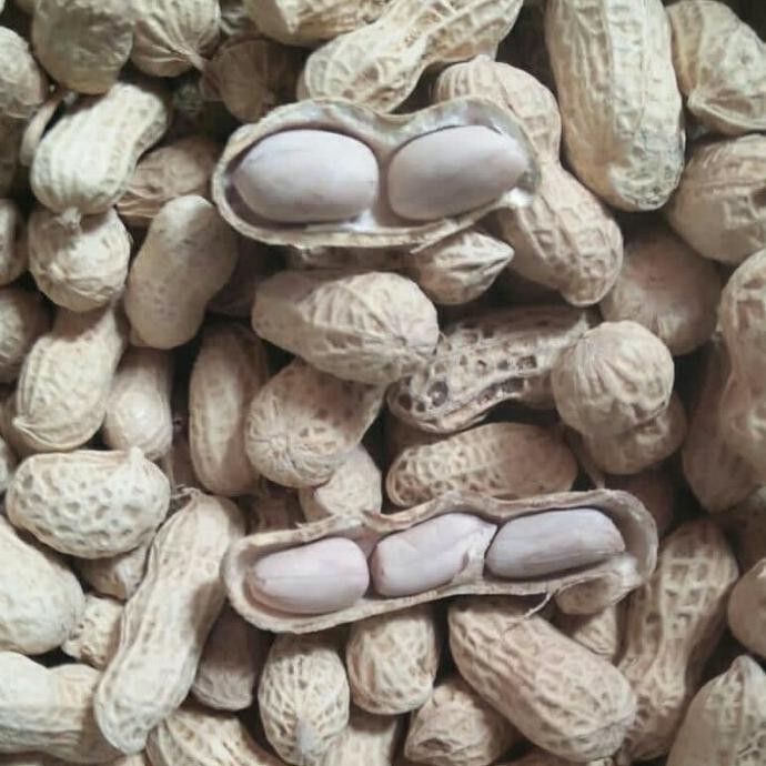 

Kacang Kulit Oven Asin 1Kg Cemilan Sna Kiloan