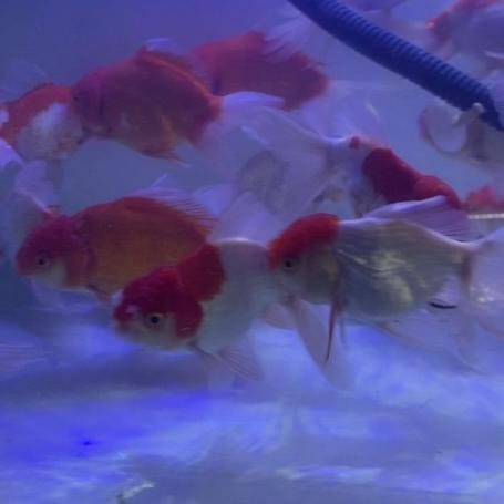 Ikan Hias Ikan Mas Koki Oranda Jumbo / Ikan Hias Aquarium Kolam
