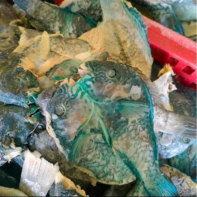 

ikan asin mogo / ikan asin kakatua/ ikan asin Keleng