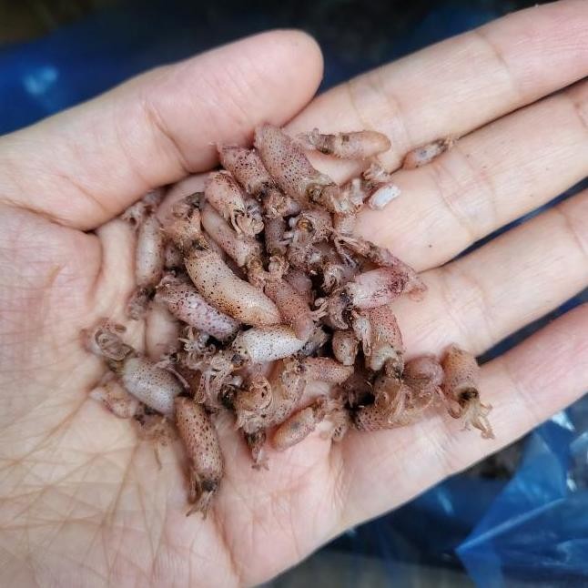 

Baby cumi/Cumi baby/Cumi asin medan/ikan asin medan 500gr