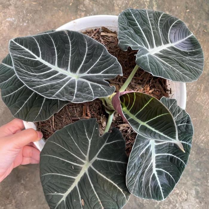 Tanaman Hias Alocasia Black Velvet Ninja/Black Velvet Terlaris Best Quality 100% Original