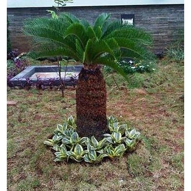 Tanaman Sikas Pohon Sikas Tinggi 1 Meter New Best Quality 100% Original