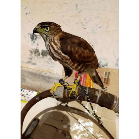 Anklet Arabian Jasse alap-alap bwk/alap alap cg Fullset DiM