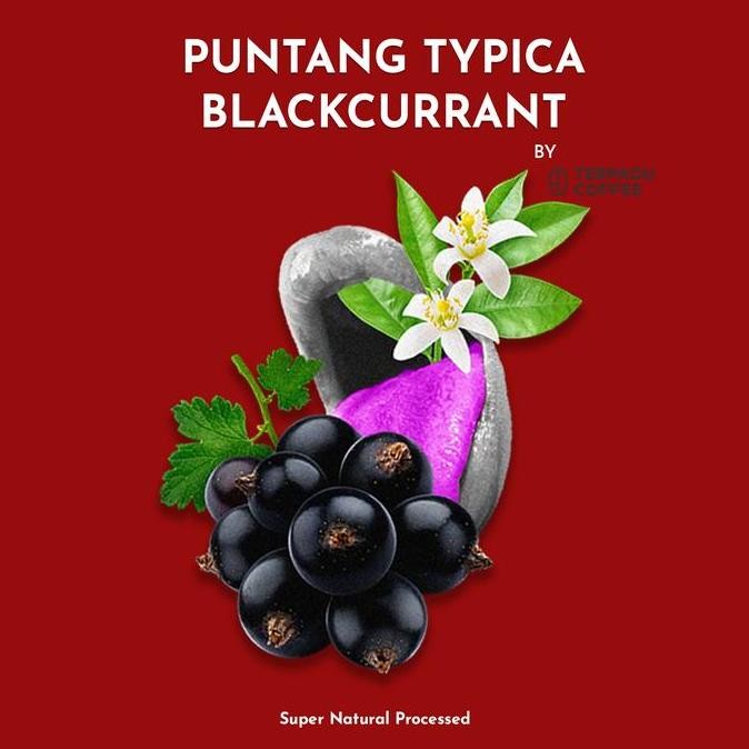 

Biji Kopi Specialty Puntang Typica Blackcurrant - Constant Beans LA