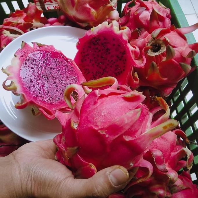 

RKM Buah Naga Merah Segar Manis