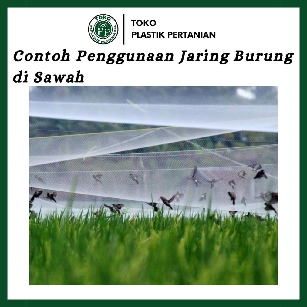 Jaring Burung 0.12 100Md 100 Yard - Jaring Pelindung Padi Spaylater 0%|Terlaris|Trend|Baru|Ready|Rea