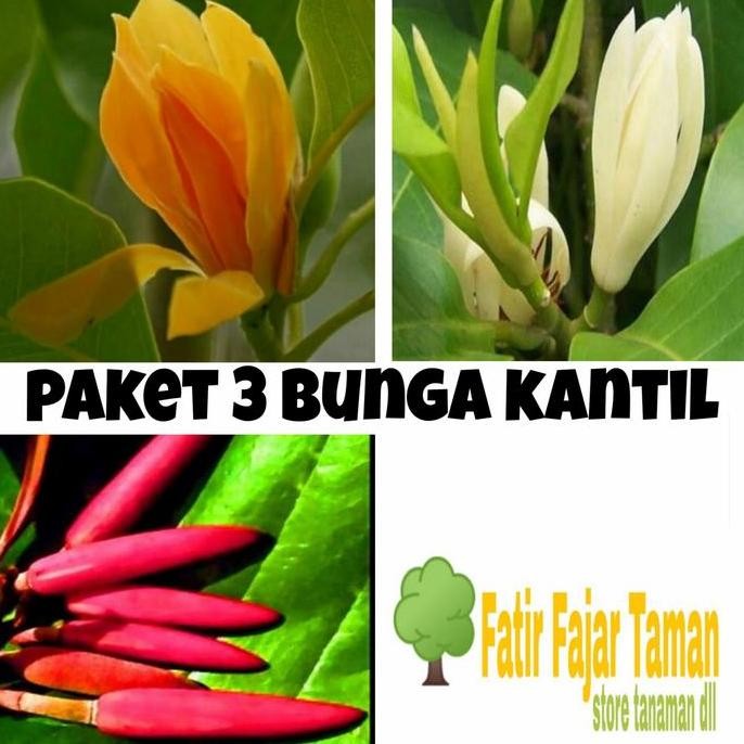 paket 3 tanaman bunga kantil putih merah kuning / bunga cempaka -bibit