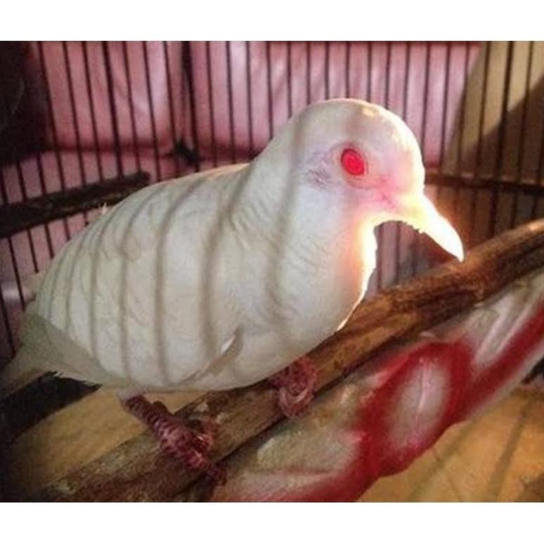 PERKUTUT KUTUT PUTIH LURIK DEWASA SUPER MATA MERAH DiM