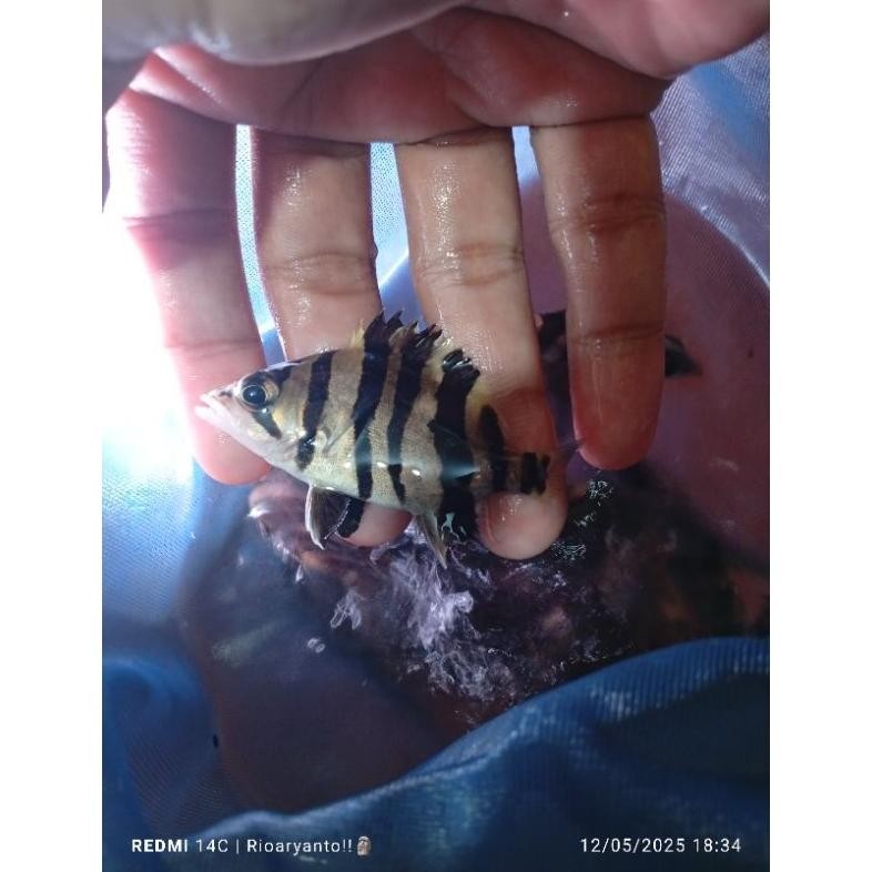 Datz sumatra 4 Bar 7cm DiM