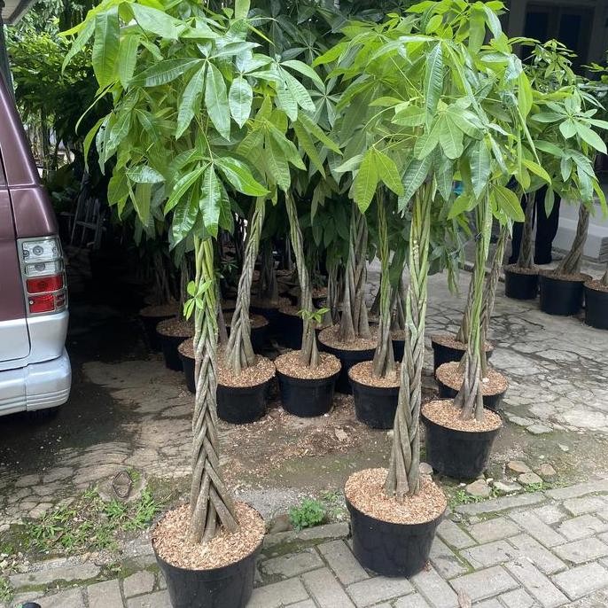 TERLARIS - Tanaman Pachira Kepang Tinggi 1,7 Meter