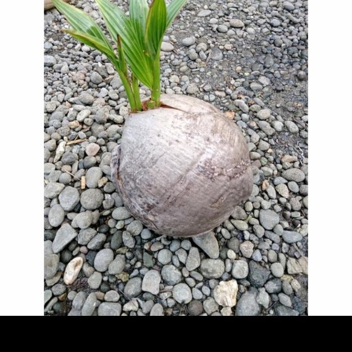 Bibit Bahan Bonsai Kelapa Kembar 2 Kelapa Cabang 2 Tunas Kelapa Hijau Original Dan Terpercaya