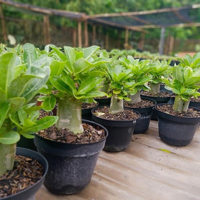 Bibit Adenium Arabikum Hibrid Godji Nomsod Series Seedling Original Dan Terpercaya