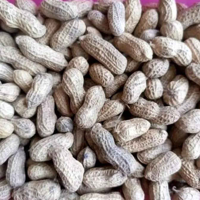 

Kacang Kulit Sangrai Madura Super Enak Gurih Renyah Mantap - 1Kg Kemasan Hemat - Goreng, Makanan, Cemilan, Food, Snacks