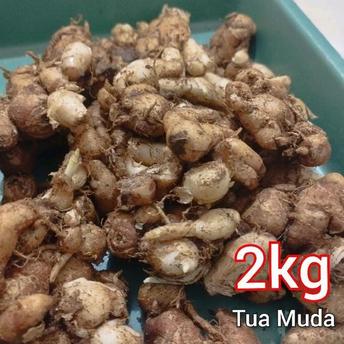 

CIKUR REMPAH SEBLAK 2KG Tuamuda PROMO MURAH BISA COD Pedas Food Herbal Masakan Kering Penyedap Spices