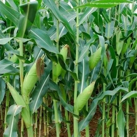 

Top Sale !!! Benih Jagung Manis Bonanza Now F1 Original Isi 1800 Biji Exp 2026 - Benih Unggul Siap Tanam