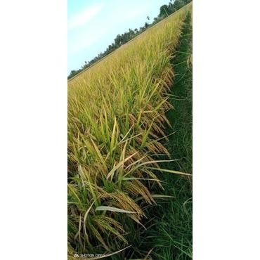 Benih Padi Bridantara 8 Benih Hibrida 1 Kg - Benih Unggul Siap Tanam