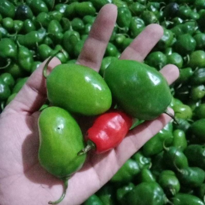 

Efisien Cabe Gendot 1Kg, Cabe Lombok, Cabe Gendol