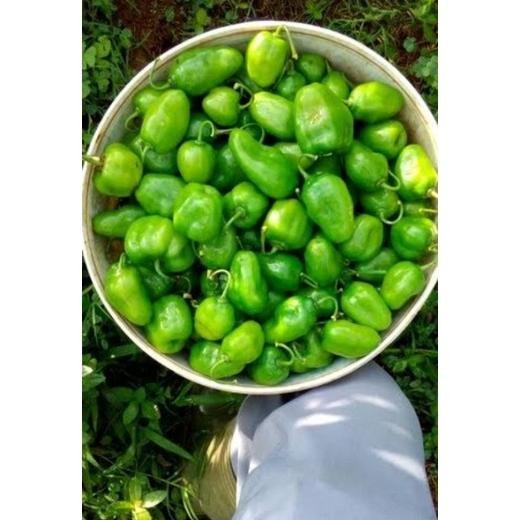 

Inovatif Cabe Gendot Bandung Segar Dan Super Pedas 1000Gr