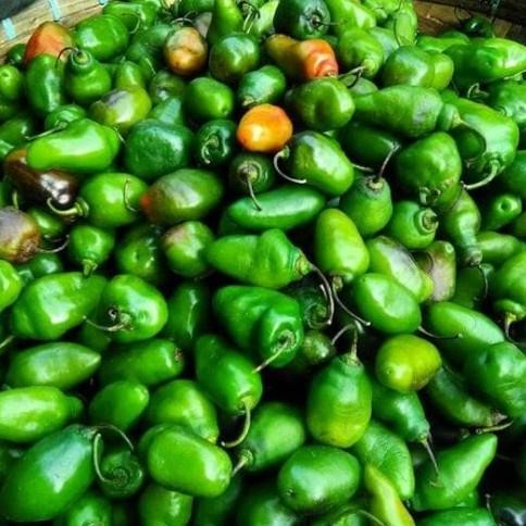 

Tersedia Sekarang Cabe Gendot Fresh Murah Bandung