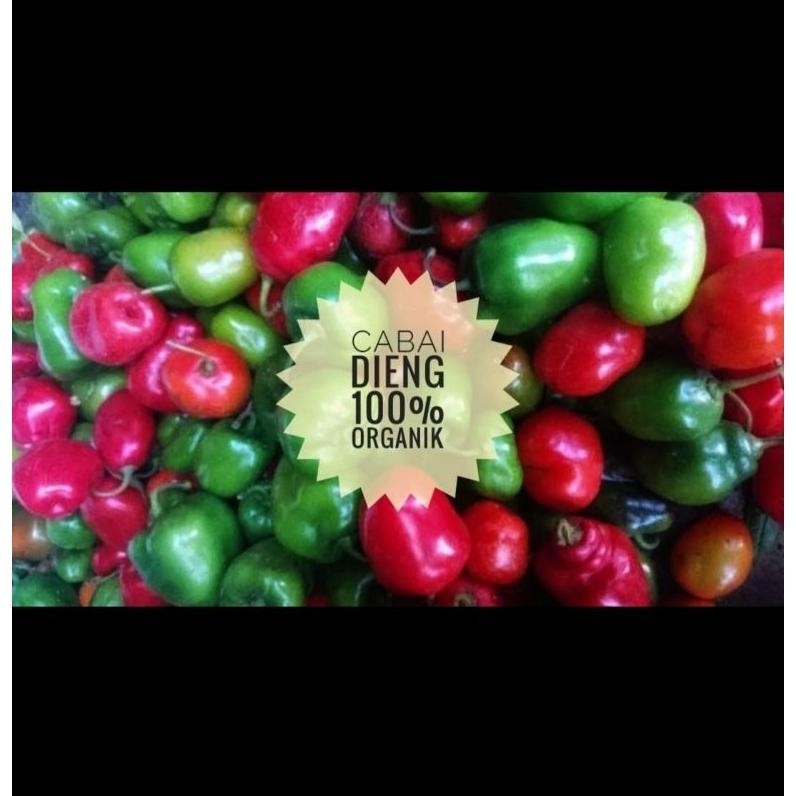 

Waktu Terbatas Cabe Gendot Organik Dieng 1 Kg (Harga Promo,Rusak Kami Ganti !)