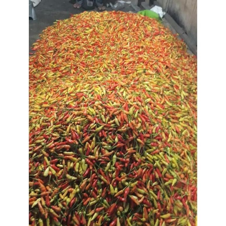 

Terbaru Cabe Rawit Ori Super Fresh Ori Sleman 1Kg