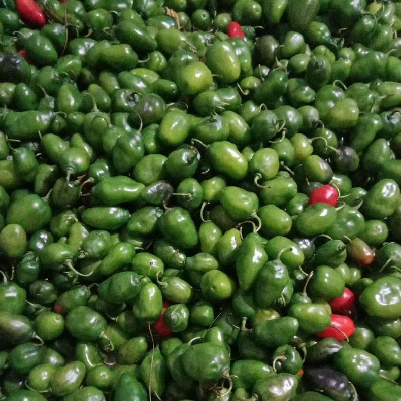 

Terjangkau Cabe Gendot 1Kg, Cabe Lombok, Cabe Gendol