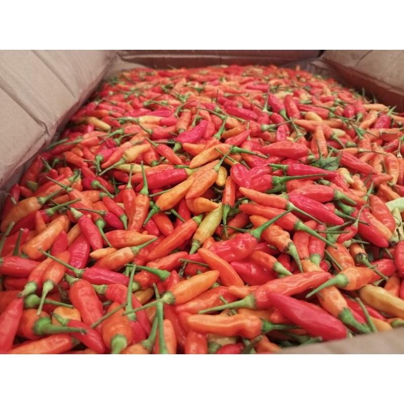 

Harga Terjangkau Cabe Rawit Merah Ori / Cabai Rawit Merah 500 Gr Super