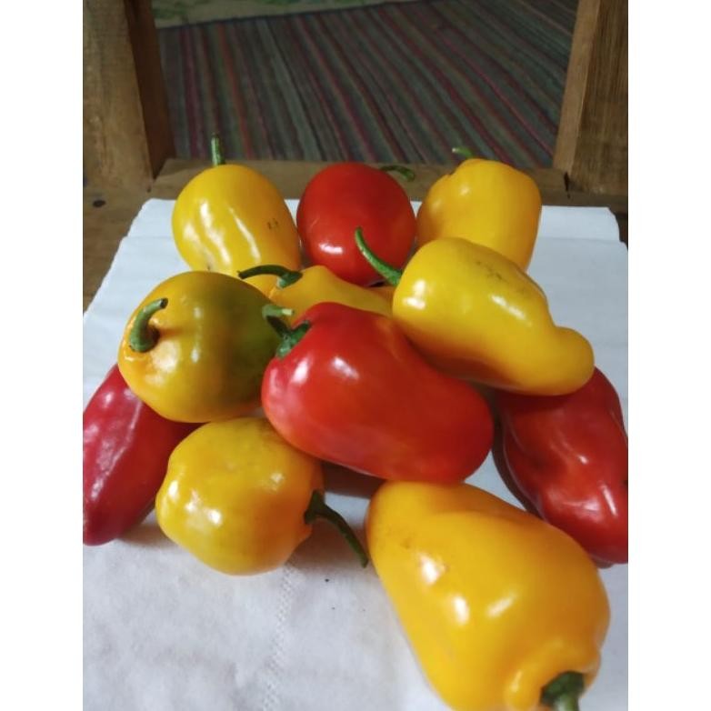 

Original Cabe Gendot Organik Khas Dieng >>1000Gr