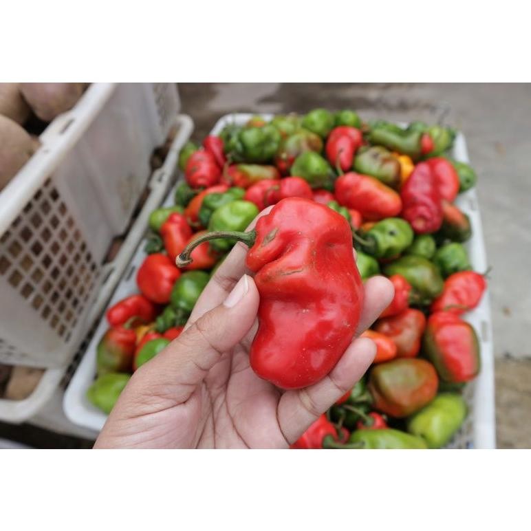 

Inovatif Cabe Gendot 1 Kg (Fresh Promo)