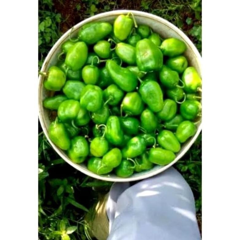 

Paling Laris Cabe Gendot 1Kg