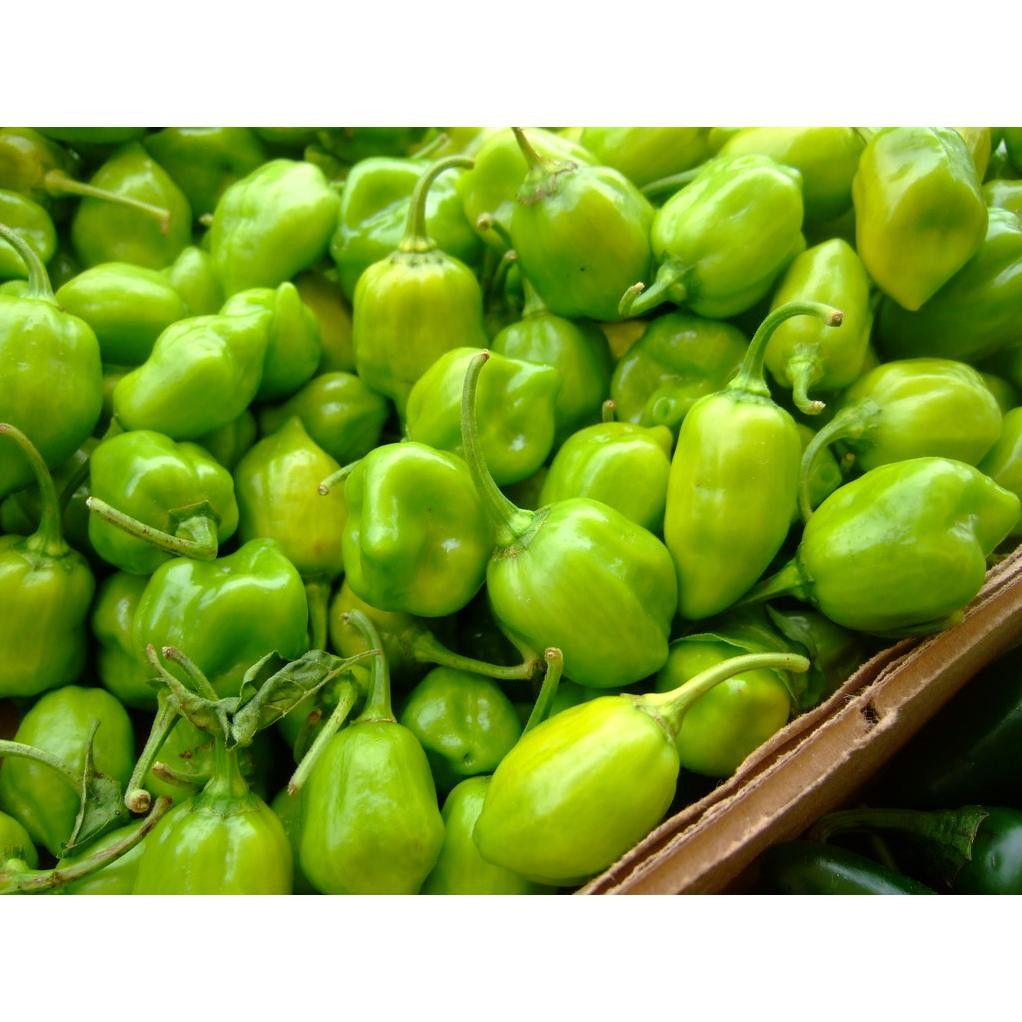 

Tangguh 250Gr Cabe Gendot Cabai Bendot Segar