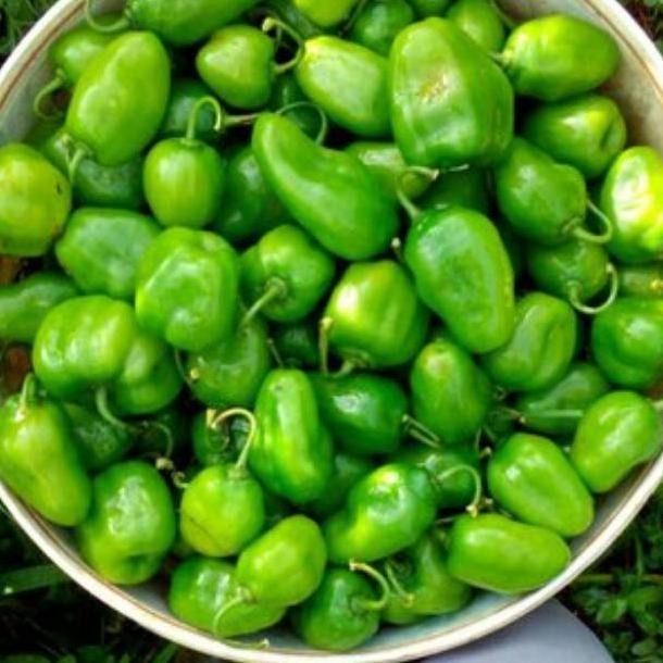 

Berkualitas Tinggi Cabe Cabai Gengot Bendot Gendol Segar 500Gr Sayur- Buah Fresh Bandung