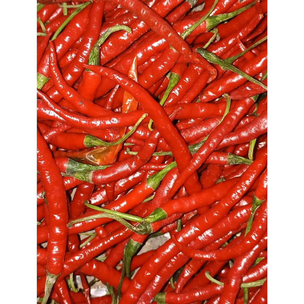 

Tepat Guna Cabai Merah Kriting Fresh 1 Kg