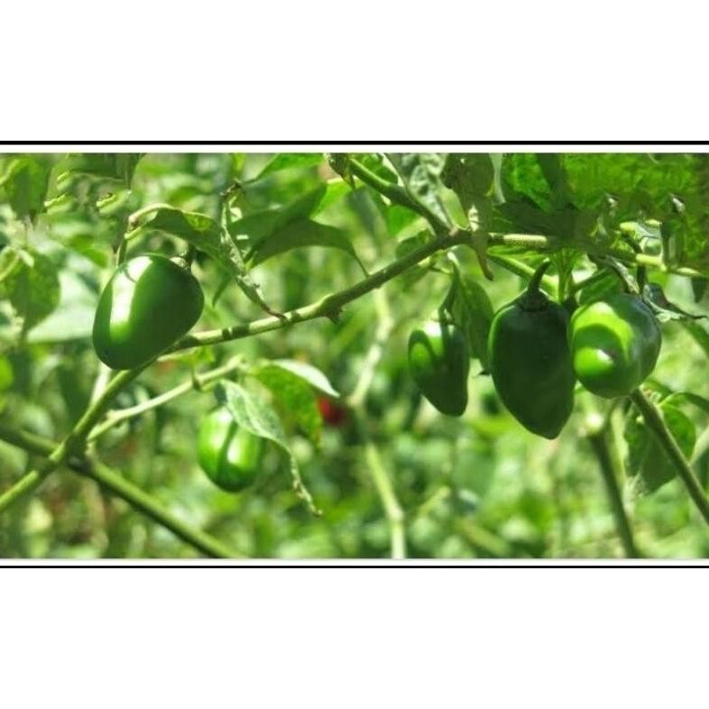 

Luar Biasa Cabe Gendot Bandung Segar Dan Super Pedas 1000Gr