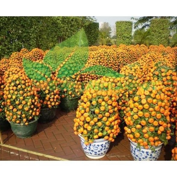 

TERMURAH BIBIT TANAMAN BUAH JERUK SANTANG MADU MANIS & WANGI