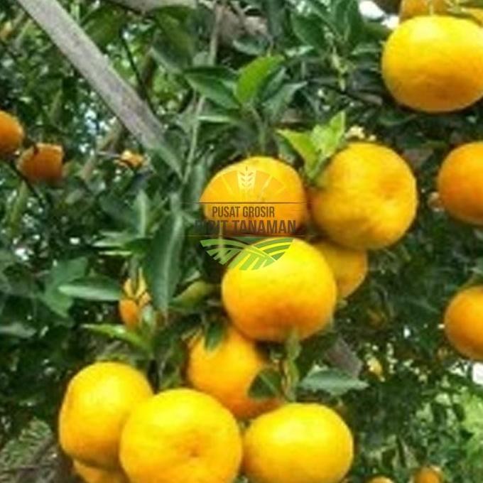 

TERMURAH BIBIT JERUK SIAM MADU MANIS - TANAMAN BUAH JERUK UNGGUL CEPAT BERBUAH
